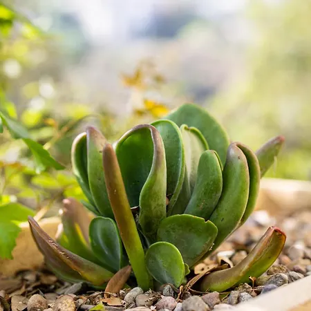 Restaurant La Corniche Hotel 3*