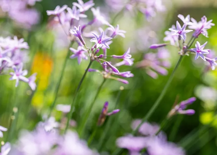 Szálloda Restaurant La Corniche San-Martino-di-Lota