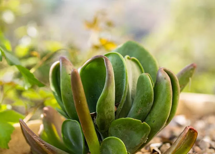 Restaurant La Corniche Hotel 3*